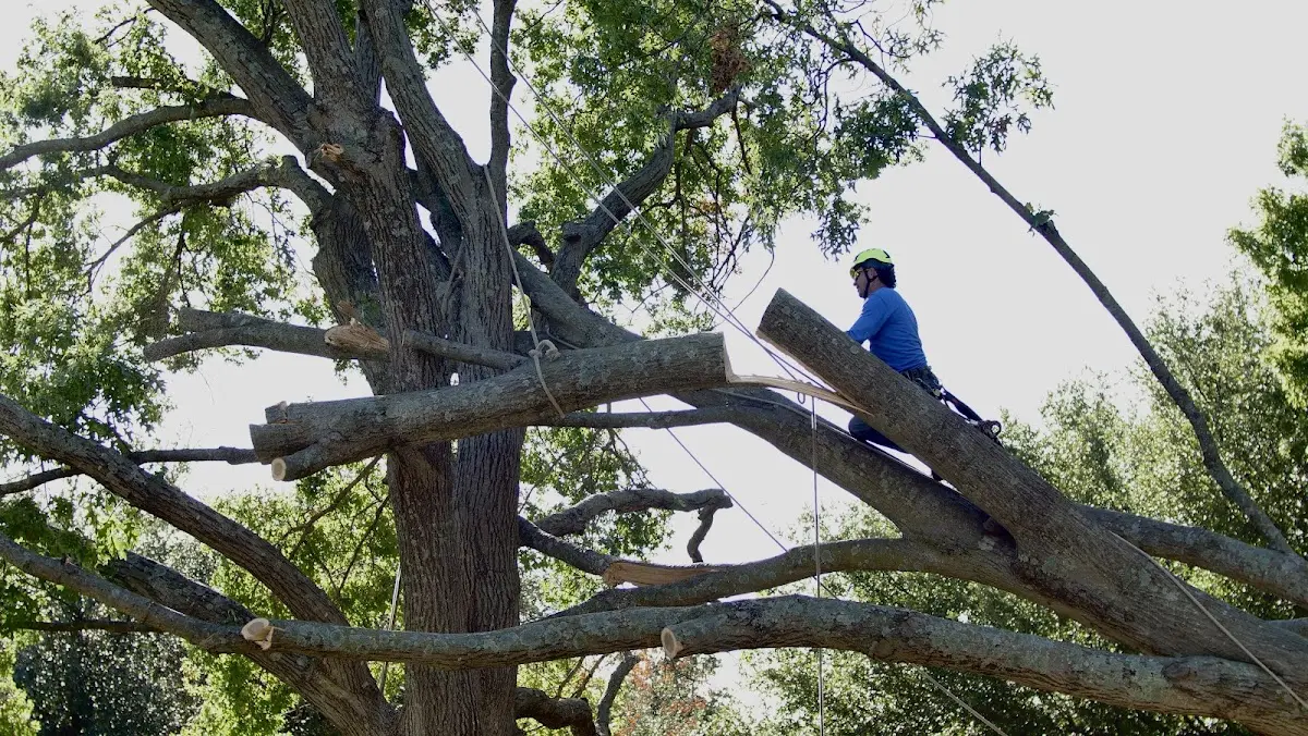 Professional Crown Thinning performed by certified arborists in Waterflow
